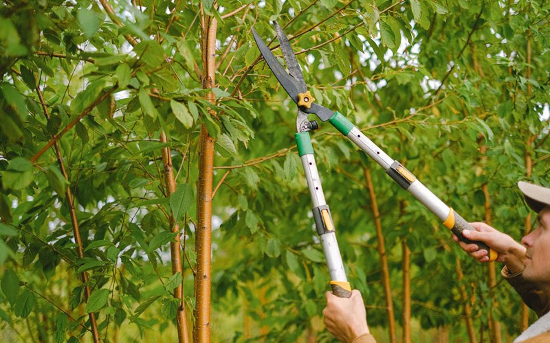 Tree trimming in Newberg, OR